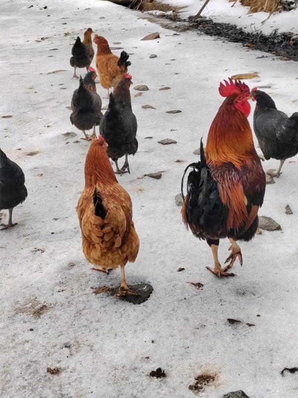 安徽散养鸡