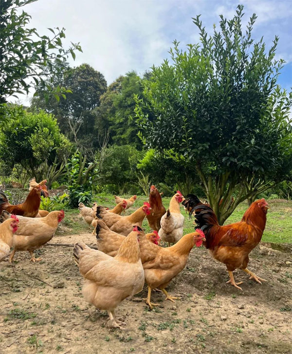 散养土鸡